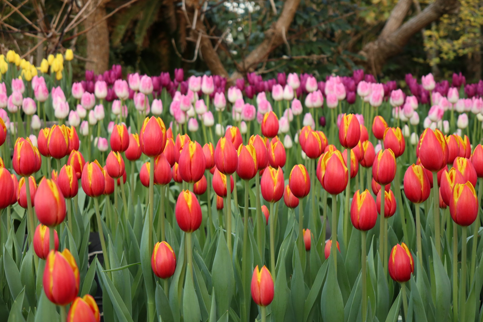 Chargement de la photo suivante en arrière plan
