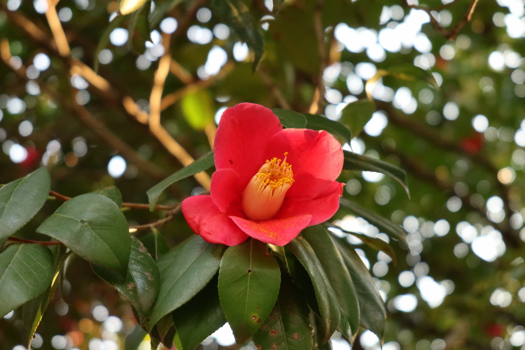Chargement de la photo suivante en arrière plan